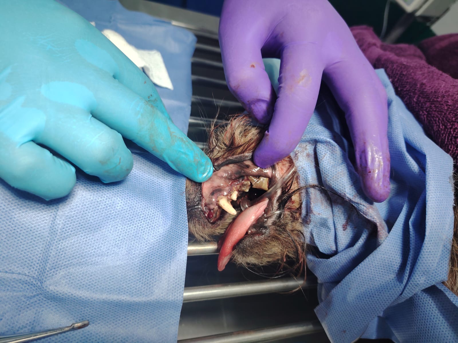 Atención veterinaria